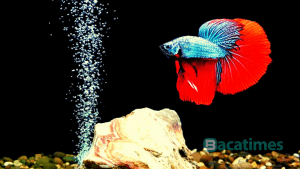 Ide Bisnis Ikan Cupang Praktis Tanpa Ribet