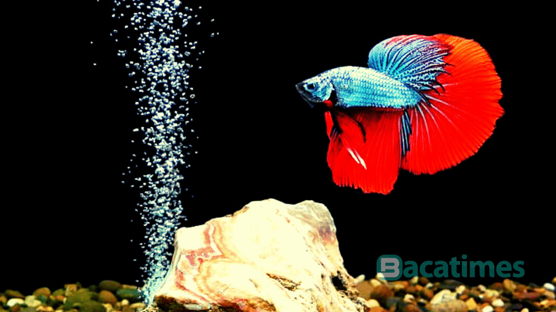 Ide Bisnis Ikan Cupang Praktis Tanpa Ribet