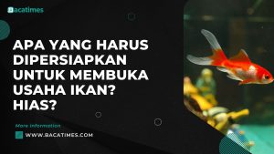 Apa yang Harus Dipersiapkan untuk Membuka Usaha Ikan Hias?