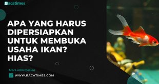 Apa yang Harus Dipersiapkan untuk Membuka Usaha Ikan Hias?