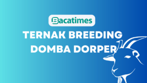 Ternak Breeding Domba Dorper www.bacatimes.com