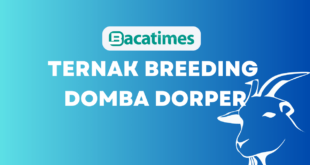 Ternak Breeding Domba Dorper www.bacatimes.com