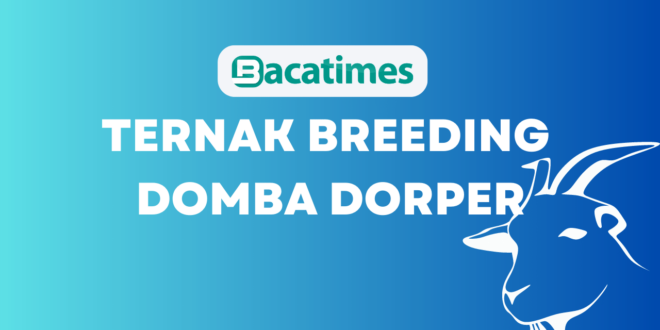 Ternak Breeding Domba Dorper www.bacatimes.com