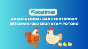 Analisa Modal dan Keuntungan Beternak 1000 Ekor Ayam Potong www.bacatimes.com