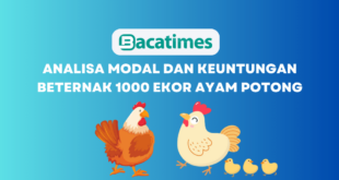 Analisa Modal dan Keuntungan Beternak 1000 Ekor Ayam Potong www.bacatimes.com