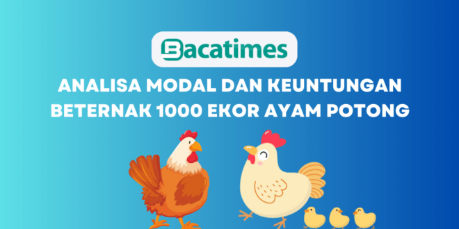 Analisa Modal dan Keuntungan Beternak 1000 Ekor Ayam Potong www.bacatimes.com