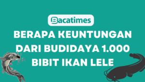 Berapa Keuntungan dari Budidaya 1.000 Bibit Ikan Lele www.bacatimes.com