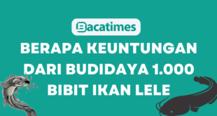 Berapa Keuntungan dari Budidaya 1.000 Bibit Ikan Lele www.bacatimes.com