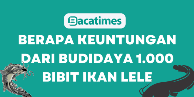 Berapa Keuntungan dari Budidaya 1.000 Bibit Ikan Lele www.bacatimes.com