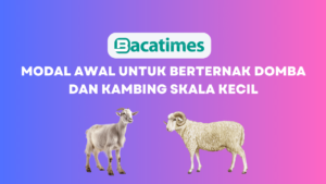 Modal Awal Untuk Berternak Domba dan Kambing Skala Kecil www.bacatimes.com
