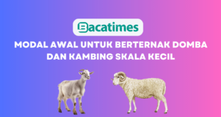 Modal Awal Untuk Berternak Domba dan Kambing Skala Kecil www.bacatimes.com